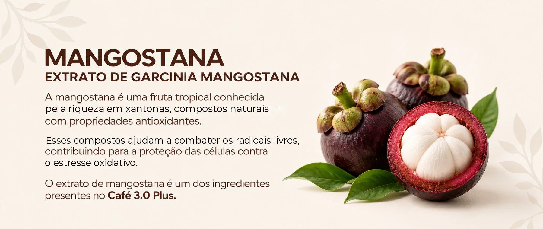 Garcínia mangostana